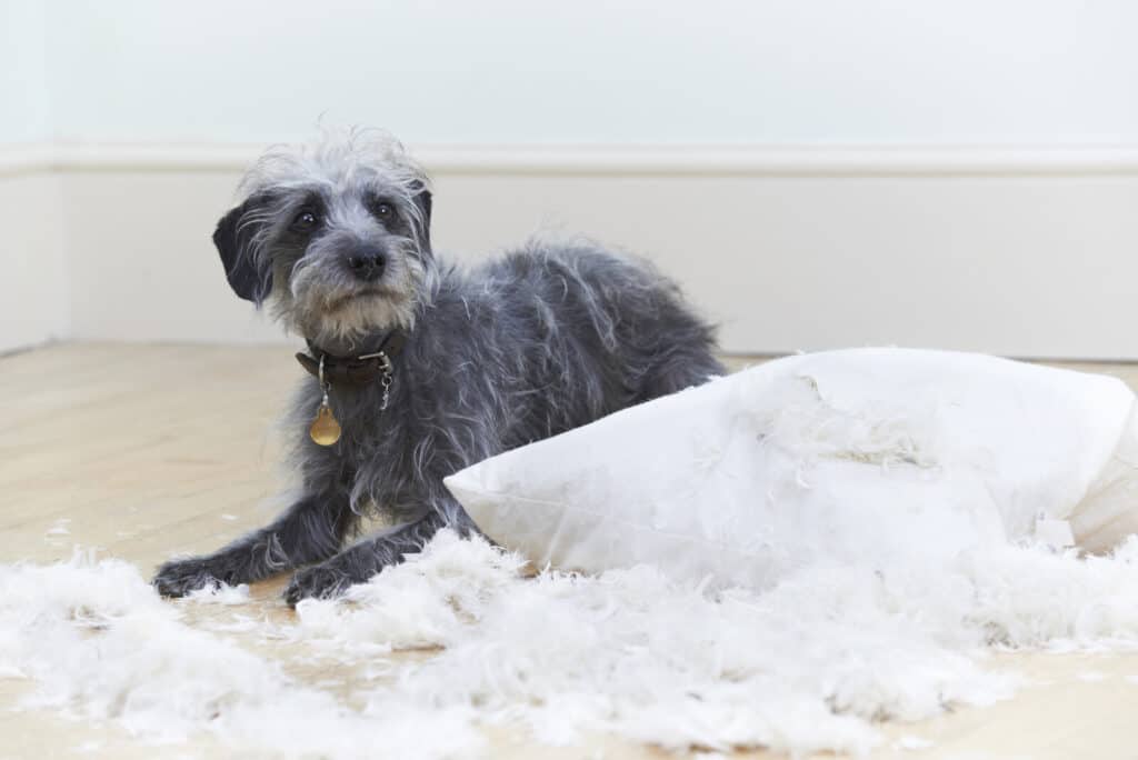 puppy-torn-pillow - OdoggoMYdoggo