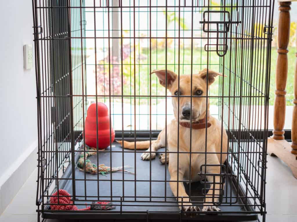 wire-crate - OdoggoMYdoggo