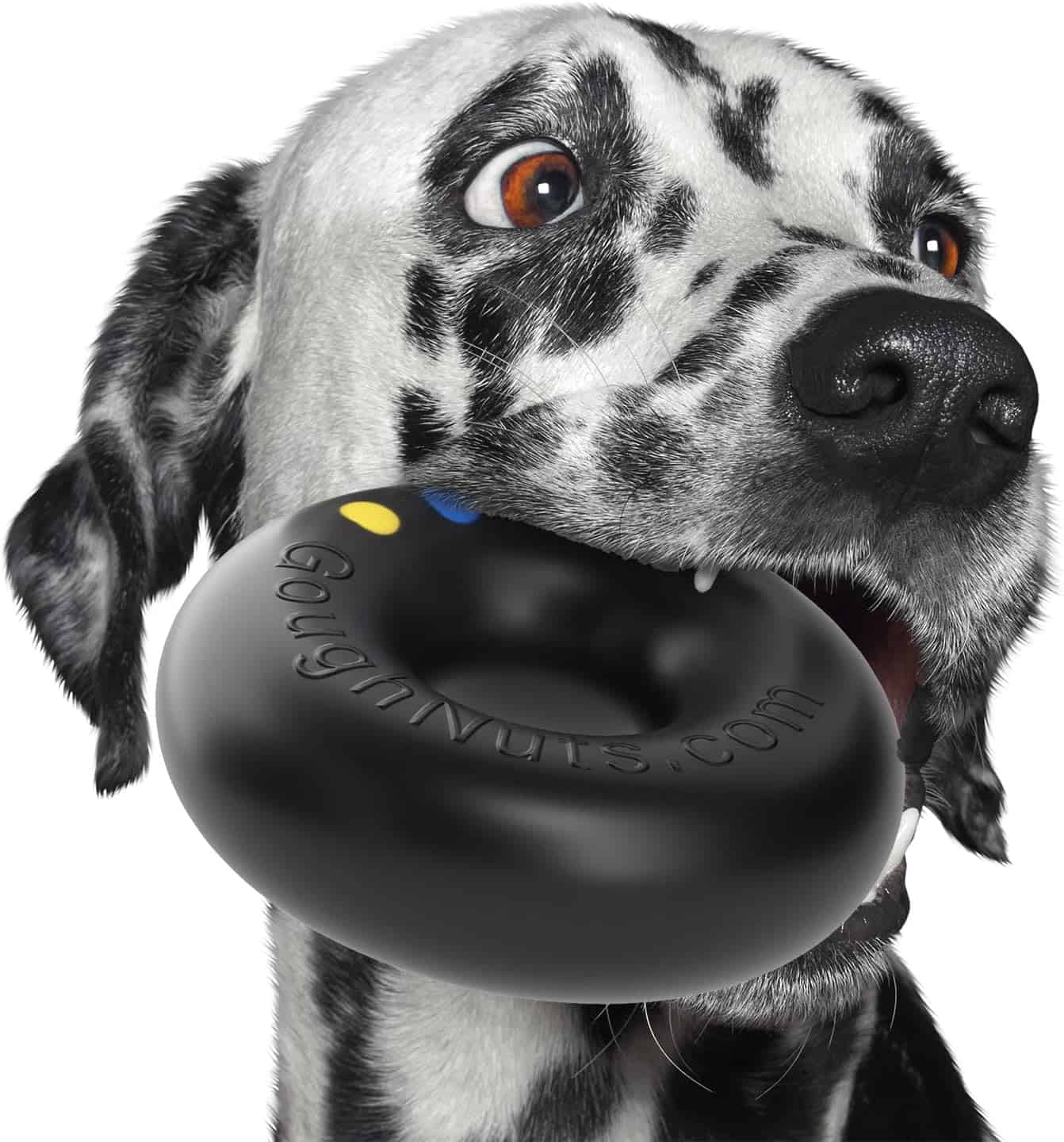 dalgoughnut - OdoggoMYdoggo